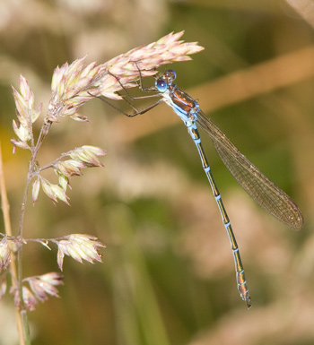 Austrolestes cingulatus
